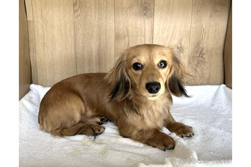 成約済の兵庫県のカニンヘンダックスフンド(ロングヘアード)-279598の2枚目