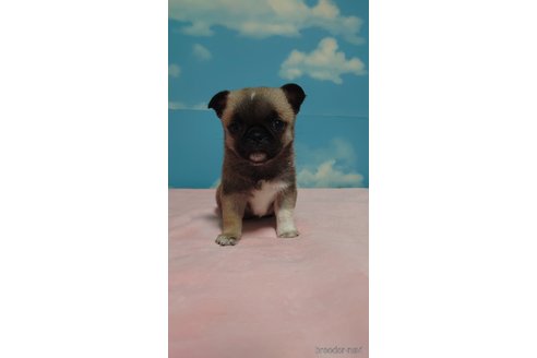 成約済の埼玉県のチワワ(ロングコート)-292228の3枚目