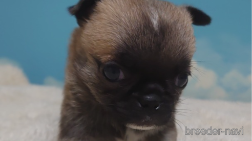 成約済の埼玉県のチワワ(ロングコート)-292228の1枚目