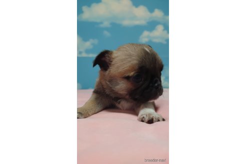 成約済の埼玉県のチワワ(ロングコート)-292228の2枚目