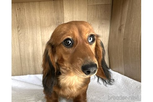 成約済の兵庫県のカニンヘンダックスフンド(ロングヘアード)-279594の3枚目