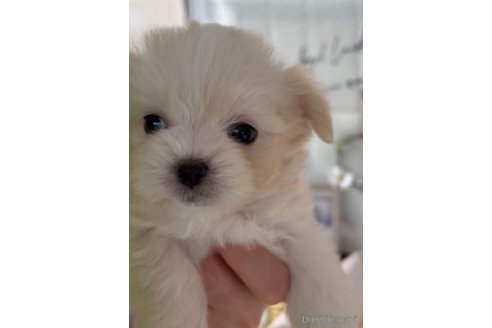 成約済の福岡県のチワマル:チワワ×マルチーズ-294094の2枚目