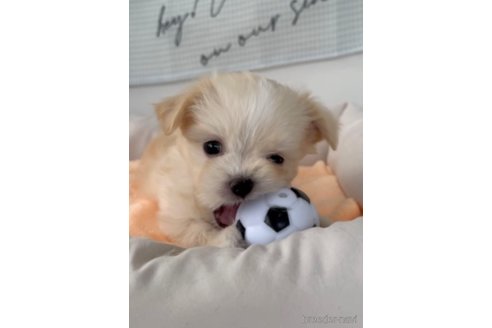 成約済の福岡県のチワマル:チワワ×マルチーズ-294094の3枚目