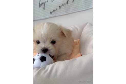 成約済の福岡県のチワマル:チワワ×マルチーズ-294094の5枚目