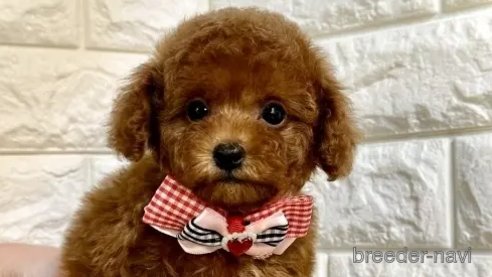 成約済の茨城県のトイプードル-292413の1枚目