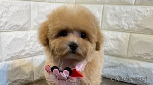 成約済の茨城県のトイプードル-286476の1枚目