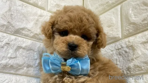 成約済の茨城県のトイプードル-286471の1枚目