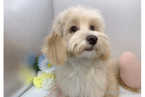成約済の東京都のミックス犬-271813の16枚目