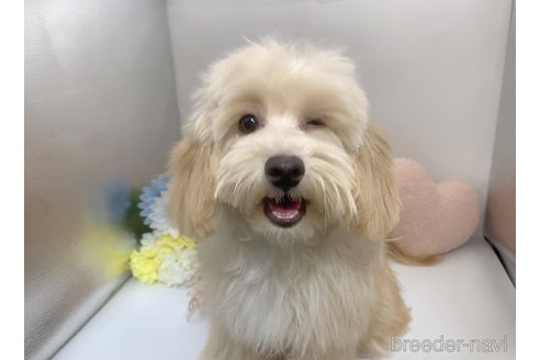 成約済の東京都のミックス犬-271813の17枚目