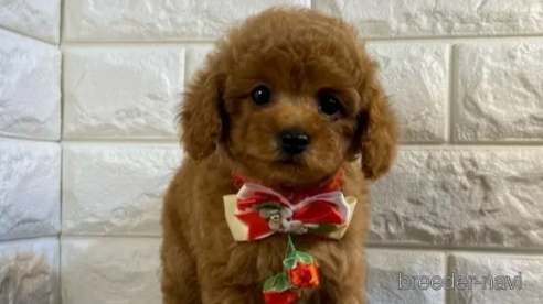 成約済の茨城県のトイプードル-285017