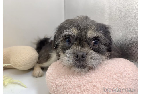 成約済の東京都のミックス犬-294490の4枚目