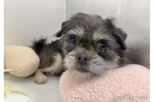 成約済の東京都のミックス犬-294490の6枚目