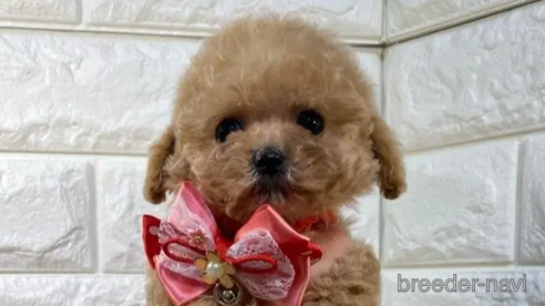 成約済の茨城県のトイプードル-289141の1枚目