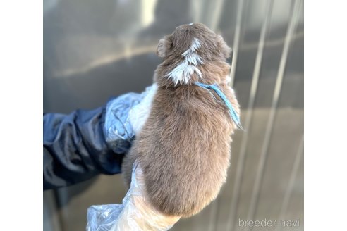 成約済の山梨県のオーストラリアンシェパード-291553の12枚目