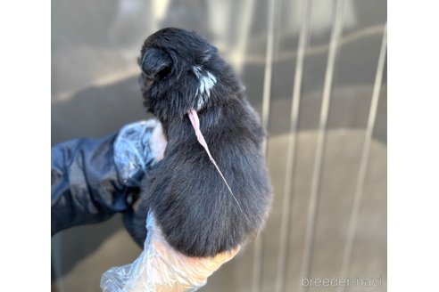 成約済の山梨県のオーストラリアンシェパード-291547の15枚目