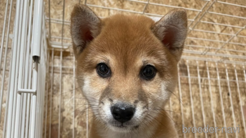 成約済の福岡県の豆柴-291849の1枚目