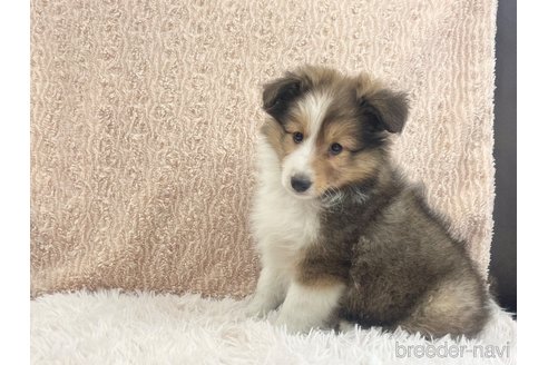 成約済の三重県のシェットランドシープドッグ(シェルティ)-296663の14枚目