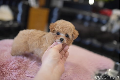 成約済の茨城県のティーカッププードル-293463の6枚目
