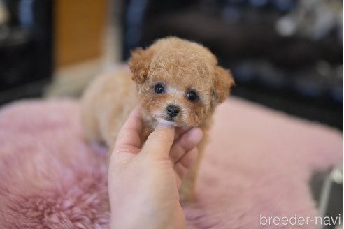 成約済の茨城県のティーカッププードル-293463の5枚目