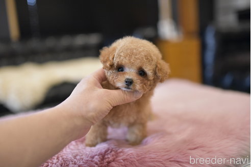 成約済の茨城県のティーカッププードル-293463の4枚目