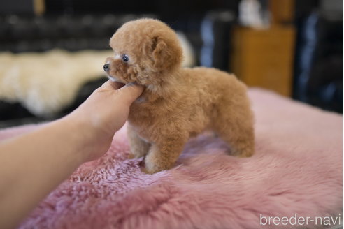 成約済の茨城県のティーカッププードル-293463の3枚目