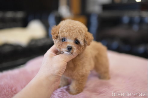 成約済の茨城県のティーカッププードル-293463の2枚目