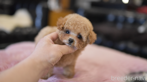 成約済の茨城県のティーカッププードル-293463の1枚目