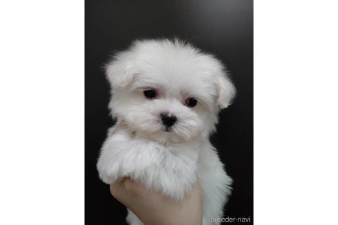 成約済の北海道のマルチーズ-290432の1枚目