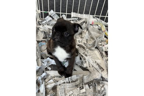 成約済の山梨県のミックス犬-282182の9枚目