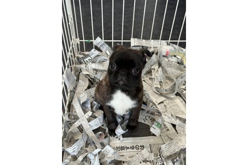 成約済の山梨県のミックス犬-282182の8枚目