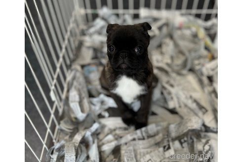 成約済の山梨県のミックス犬-282182の7枚目