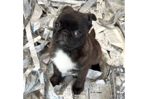 成約済の山梨県のミックス犬-282182の6枚目