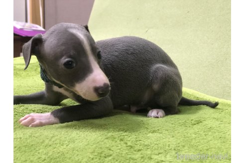 成約済の千葉県のイタリアングレーハウンド(イタグレ)-295612の3枚目