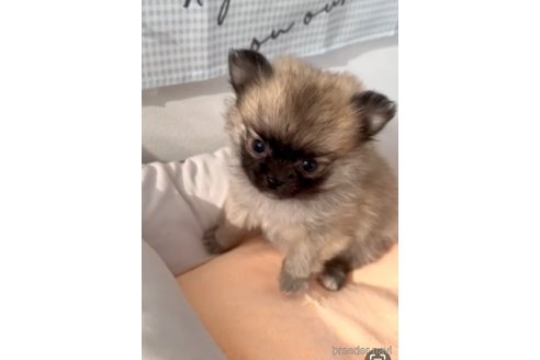 成約済の福岡県のポメチワ:ポメラニアン×チワワ-292999の16枚目