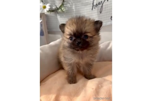 成約済の福岡県のポメチワ:ポメラニアン×チワワ-293002の2枚目