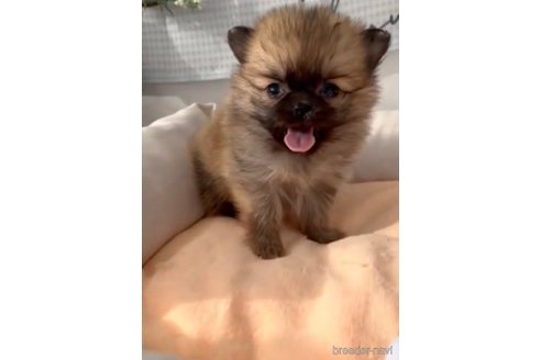 成約済の福岡県のポメチワ:ポメラニアン×チワワ-293002の3枚目