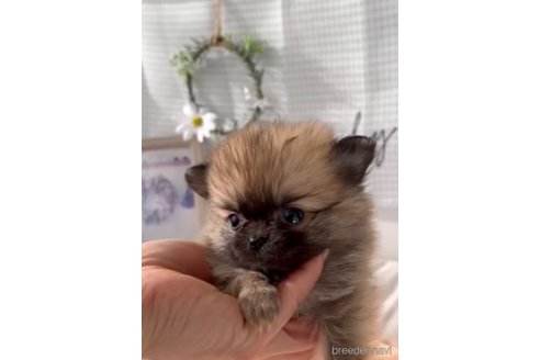成約済の福岡県のポメチワ:ポメラニアン×チワワ-293002の4枚目