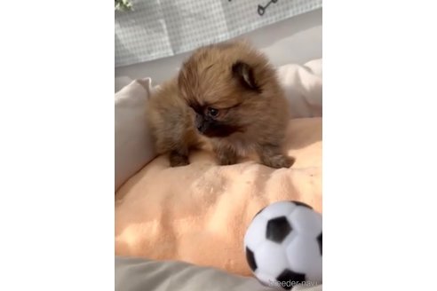 成約済の福岡県のポメチワ:ポメラニアン×チワワ-293002の5枚目