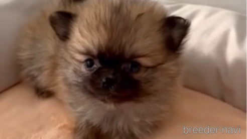 成約済の福岡県のポメチワ:ポメラニアン×チワワ-293002