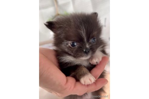 成約済の福岡県のポメチワ:ポメラニアン×チワワ-292998の4枚目