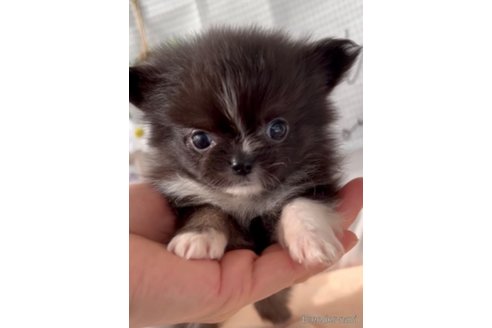 成約済の福岡県のポメチワ:ポメラニアン×チワワ-292998の5枚目