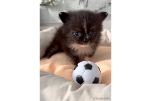 成約済の福岡県のポメチワ:ポメラニアン×チワワ-292998の2枚目