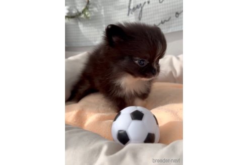 成約済の福岡県のポメチワ:ポメラニアン×チワワ-292998の3枚目