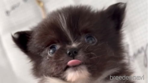 成約済の福岡県のポメチワ:ポメラニアン×チワワ-292998