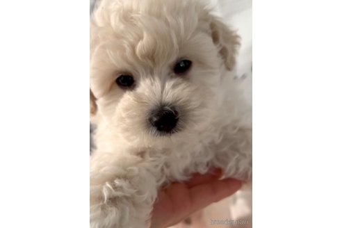 成約済の福岡県のマルプー:マルチーズ×トイプードル-294071の7枚目
