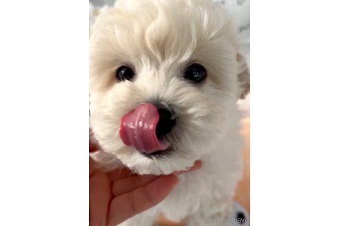 成約済の福岡県のマルプー:マルチーズ×トイプードル-294071の8枚目