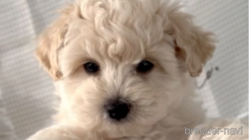 成約済の福岡県のマルプー:マルチーズ×トイプードル-294071の6枚目