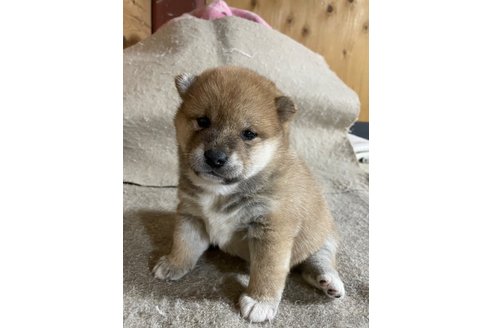 成約済の滋賀県の柴犬-296810の6枚目