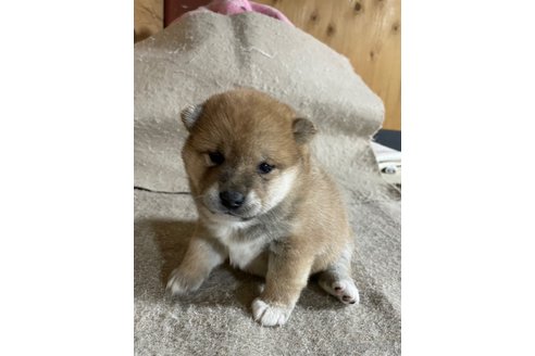成約済の滋賀県の柴犬-296810の7枚目