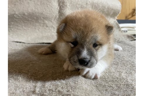 成約済の滋賀県の柴犬-296813の7枚目